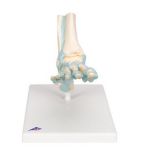 Afbeeldingen van Voet met ligamenten